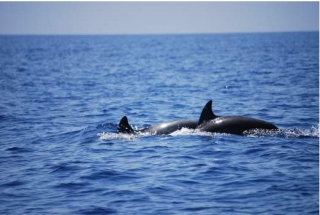  Maravillas de las Islas Pelagie 